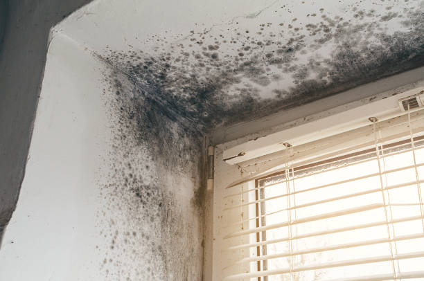 Affordable Mold Remediation solutions in Loveland, CO